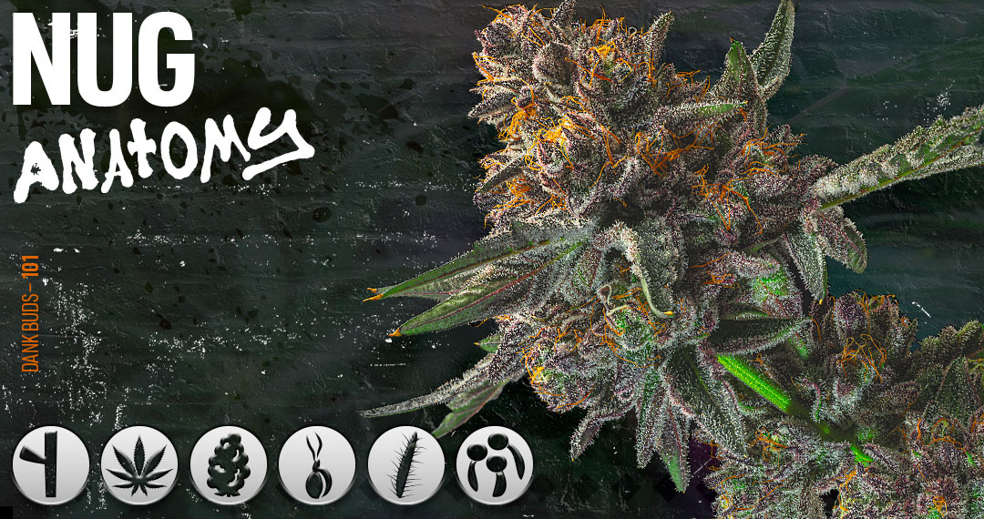 What Is THCA Flower? A Nashville Smoke Shop Guide